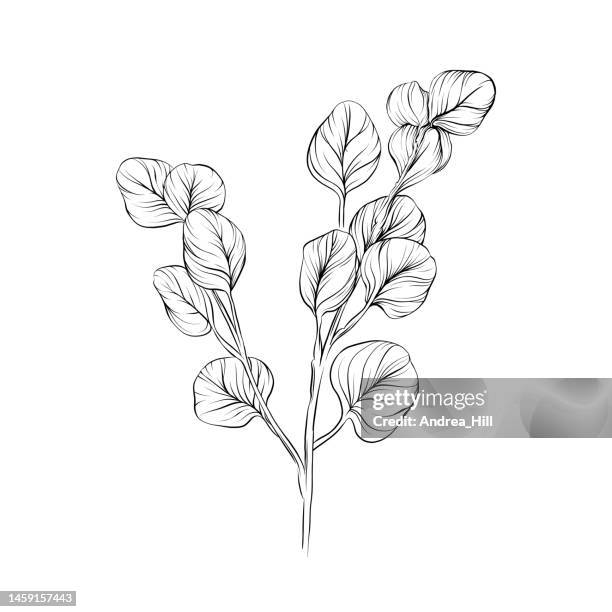 set of eucalyptus leaves vector pen and ink illustration - leaf veins stock illustrations