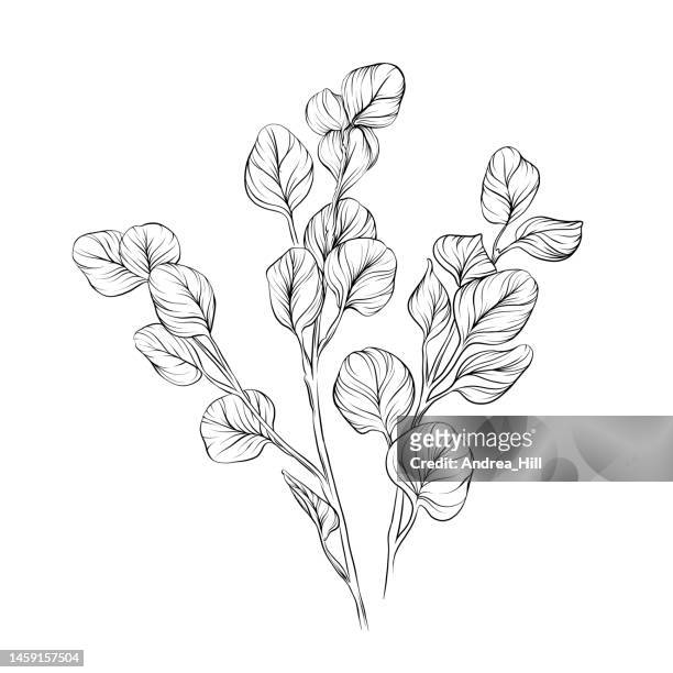 eukalyptusblätter vektorstift und tinte illustration - perennial stock-grafiken, -clipart, -cartoons und -symbole
