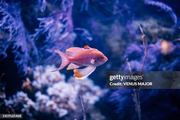 Red Fish Red Color Redfish Underwater Photos and Premium High Res Pictures - Getty Images