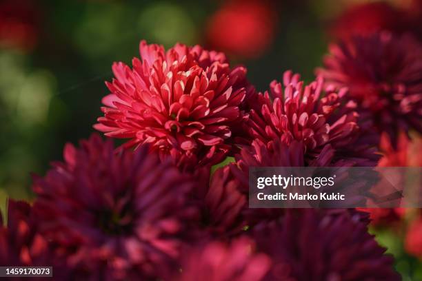 red chrysanthemus in a beautiful warm light. - chrysanthemum stock pictures, royalty-free photos & images
