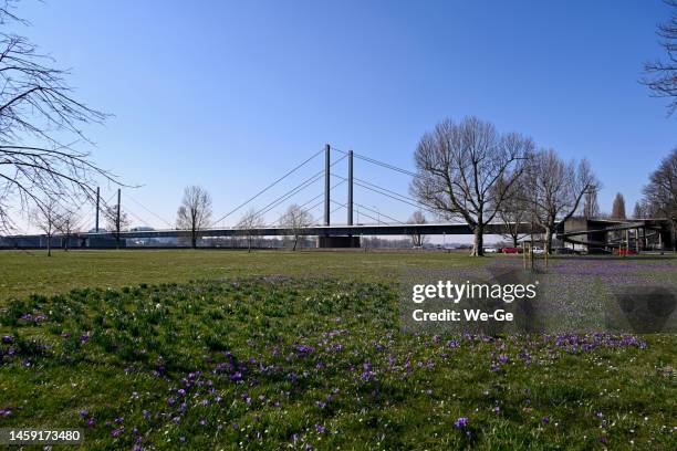 theodor-heuss-bridge düsseldorf, popularly known as nordbruecke in the spring with. - theodor heuss bridge stockfoto's en -beelden