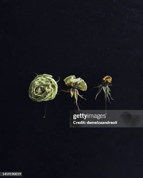 row of three white roses in varying stages of decay on a black - decay stock pictures, royalty-free photos & images