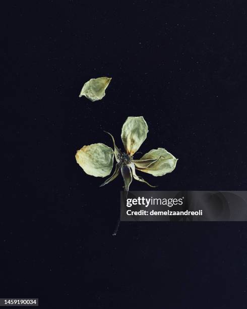 overhead view of a white rose petal detached from the stem - death of a rotten 個照片及圖片檔