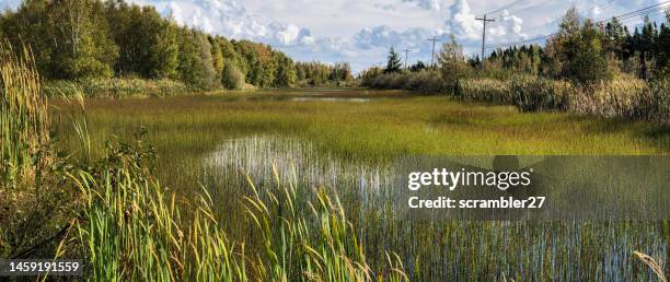 wetland landscape with cattails, equisetum and scouring rush, prince edward island, canada - sala grande foto e immagini stock