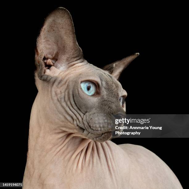 studio photograph of a sphinx cat on black background - sphynx hairless cat stock pictures, royalty-free photos & images