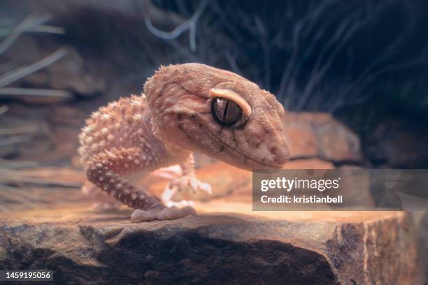 close-up portrait of a wild centralian rough knob-tail gecko (nephrurus amyae) on rocky outcrop at night, australia - australian gecko stock pictures, royalty-free photos & images