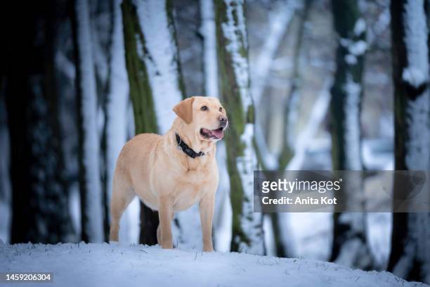 labrador retriever dog winter portrait - gul labrador retriever bildbanksfoton och bilder