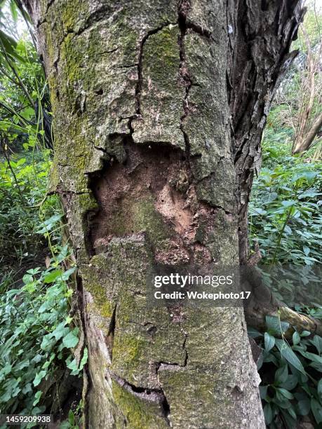 old tree at forest - musgo - fotografias e filmes do acervo
