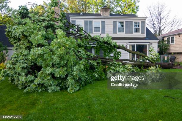 uprooted tree - damaged house stock pictures, royalty-free photos & images