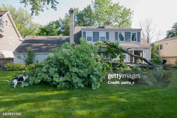 what happened here? - fallen tree stock pictures, royalty-free photos & images