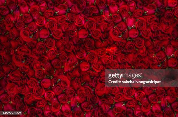 close-up of rose bouquets - rosa germanica foto e immagini stock