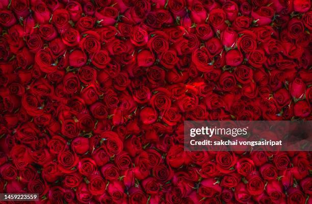 close-up of rose bouquets - rose colored 個照片及圖片檔