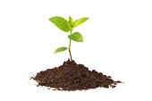 Young seedling growing out of soil over a white background