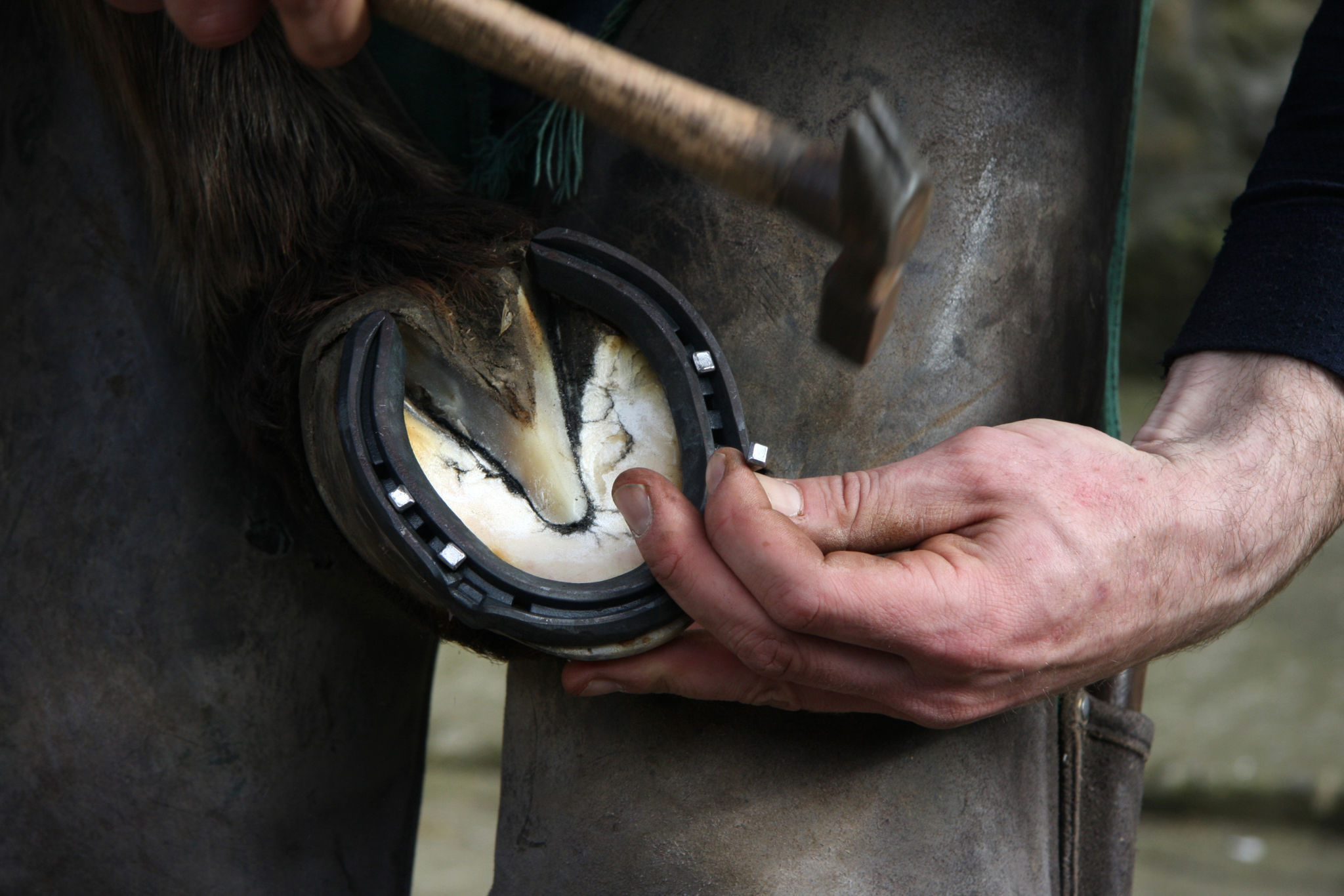 horse shoeing
