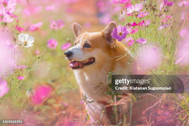 happy corgi in a flower garden - pembroke welsh corgi puppy foto e immagini stock