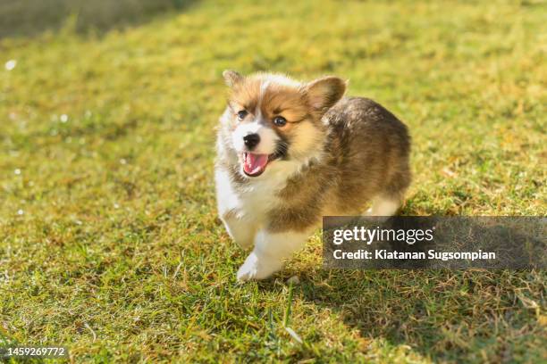 baby corgi - pembroke welsh corgi puppy foto e immagini stock