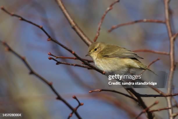 a chiffchaff, phylloscopus collybita, perched on a branch of a tree in winter. - chiffchaff uk stock pictures, royalty-free photos & images