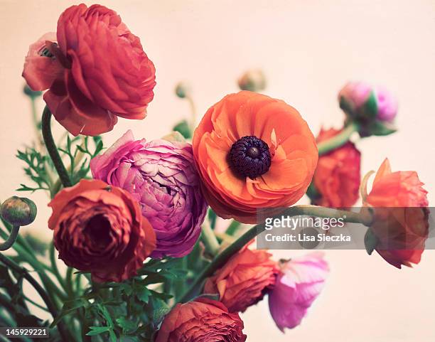 ranunculus flowers - bukettranunkel bildbanksfoton och bilder