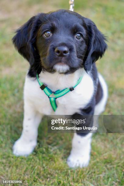 close portrait of brittany dog puppy - ブリタニースパニエル ストックフォトと画像