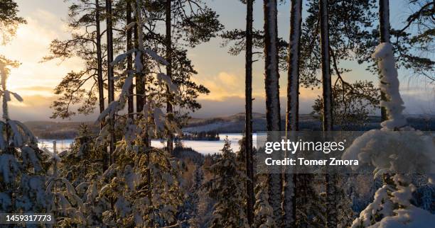 snowy landscape at sunrise - finnish nature stockfoto's en -beelden