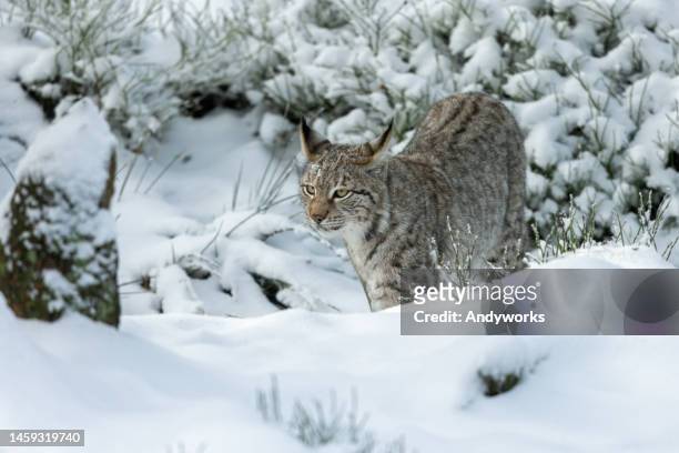 lynx eurasien (lynx lynx) en hiver - lynx photos et images de collection