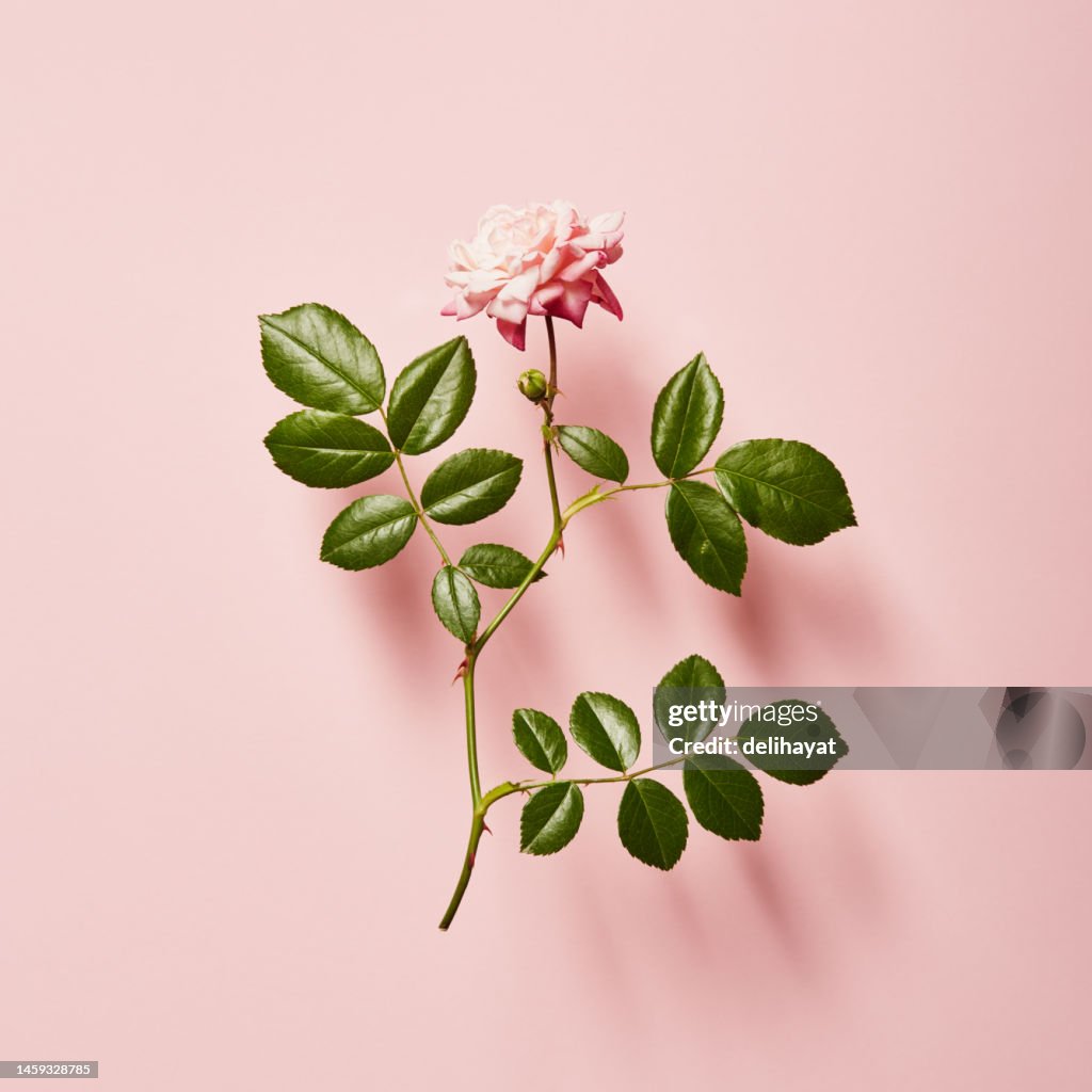 Leuchtend einzelne Rose auf rosa Grund mit weichem Schatten