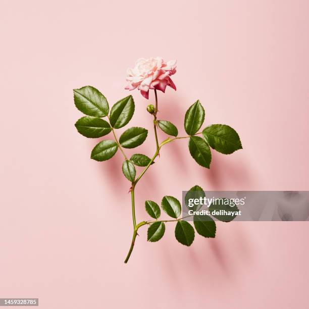 vibrant single rose on a pink background with soft shadow - plant stem 個照片及圖片檔