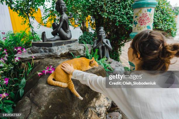 woman petting cat in wat pho temple in bangkok - thailand tourist stock pictures, royalty-free photos & images
