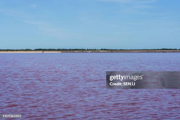 pink salt lake at salin d’aigues-mortes - 生理食塩水 ストックフォトと画像