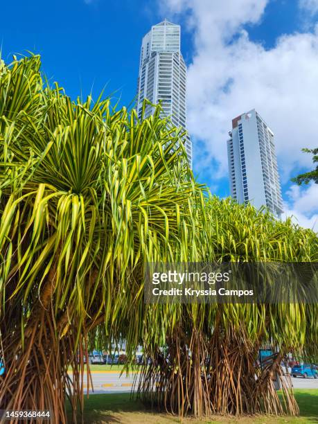 buildings behind palm trees at cinta costera, panama city - steueroase stock-fotos und bilder