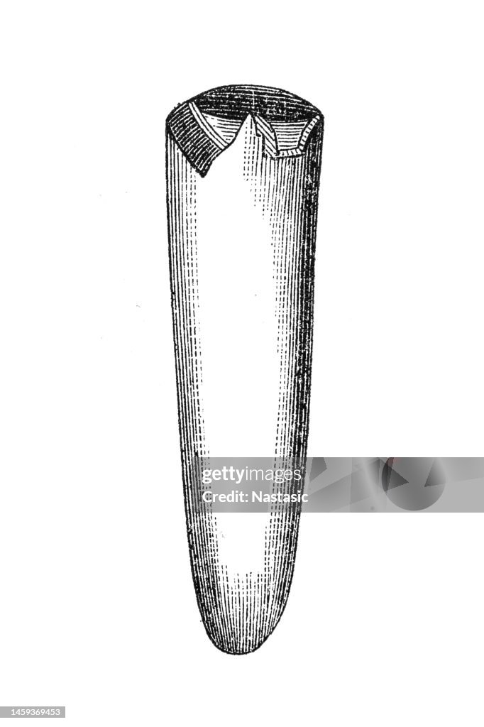 Belemnites panderianus ,Jurassic era fossil