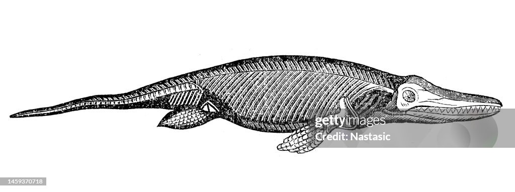 Ichthyosaurus communis