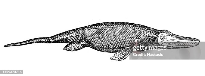 Ichthyosaurus communis Ichthyosaurus communis