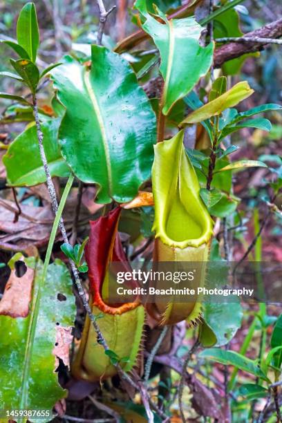 nepenthes veitchii pitcher plant in maliau basin , sabah, malaysia - veitchii stock pictures, royalty-free photos & images