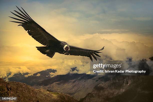 Condor Flying Back View 11,905 A Condor Stock Photos, High-Res Pictures, and Images - Getty Images