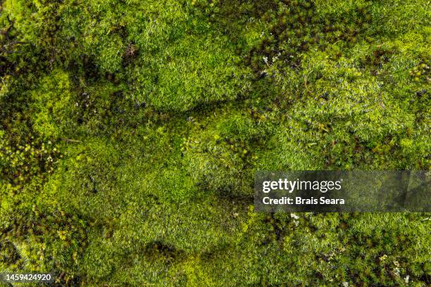 full frame of green moss - moss stock pictures, royalty-free photos & images