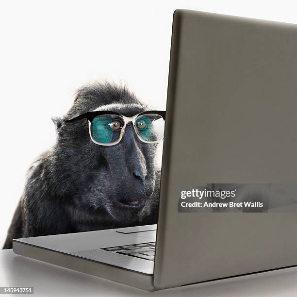 monkey wearing spectacles using laptop computer - monkey wearing glasses fotografías e imágenes de stock