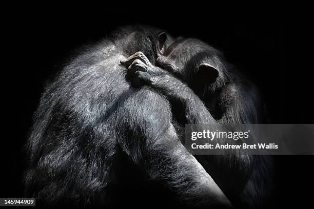 chimpanzees hug one another - chimpancé fotografías e imágenes de stock