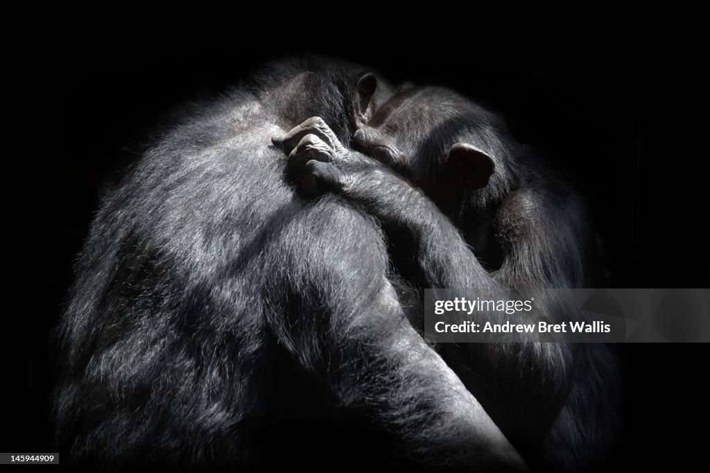 Chimpanzees hug one another