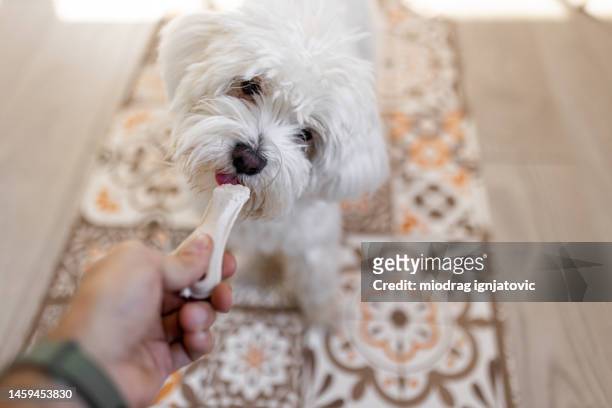 maltese dog licking a bone - dog with a bone stockfoto's en -beelden