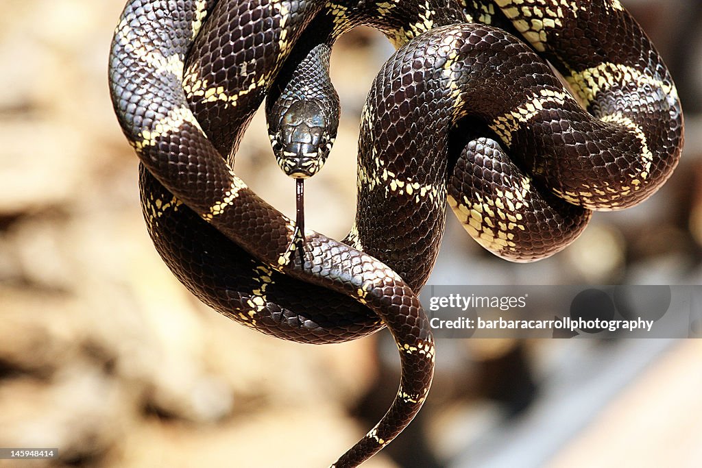 King snake