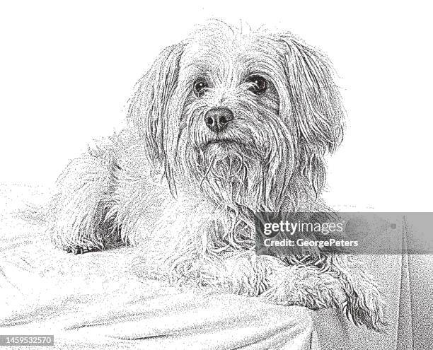 yorkipoo mixed breed dog hoping to be adopted - yorkshire terrier stock illustrations