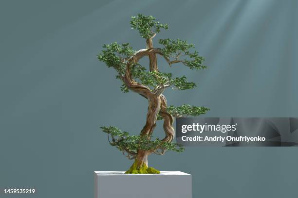 dollar bonsai tree. - bonsai stockfoto's en -beelden