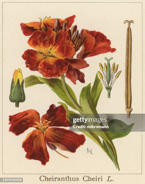 old chromolithograph illustration of botany, erysimum cheiri or cheiranthus cheiri - wallflower, flowering plant in the family brassicaceae (cruciferae), native to greece - erysimum cheiri stock pictures, royalty-free photos & images