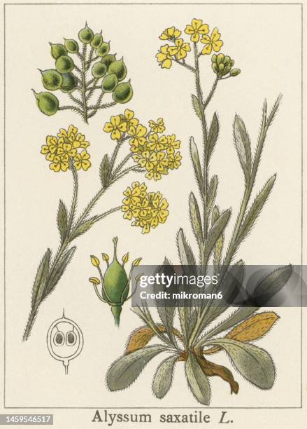 old chromolithograph illustration of botany, basket of gold, goldentuft alyssum, golden alyssum, golden alison, gold-dust, golden-tuft alyssum - aurinia saxatilis (alyssum saxatile, alyssum saxatile var. compactum) - alyssum saxatile stock pictures, royalty-free photos & images