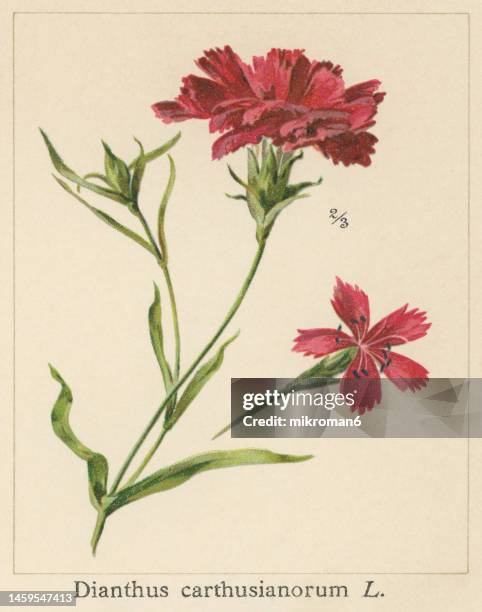 old chromolithograph illustration of botany, carthusian pink (dianthus carthusianorum) - flower arrangement carnation stock pictures, royalty-free photos & images