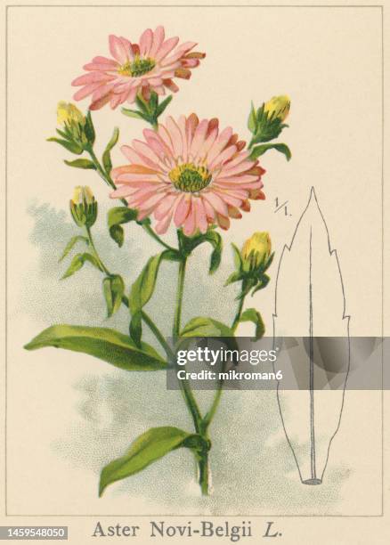 old chromolithograph illustration of botany, new york aster (symphyotrichum novi-belgii or aster novi-belgii) - famiglia delle margherite foto e immagini stock