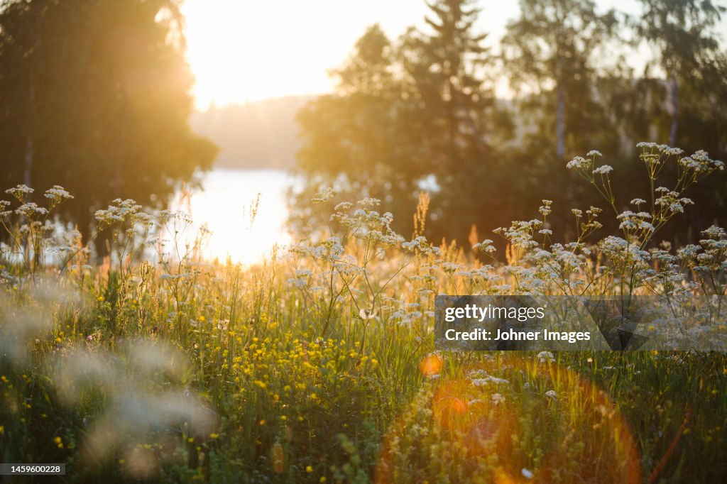 Wildflowers in meadow at sunrise