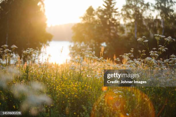 wildflowers in meadow at sunrise - sweden nature stock pictures, royalty-free photos & images