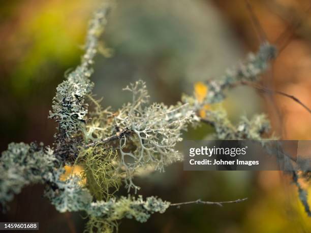 lichen growing on twigs - lachen photos et images de collection